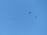 FZ026030 Buzzard circling.jpg